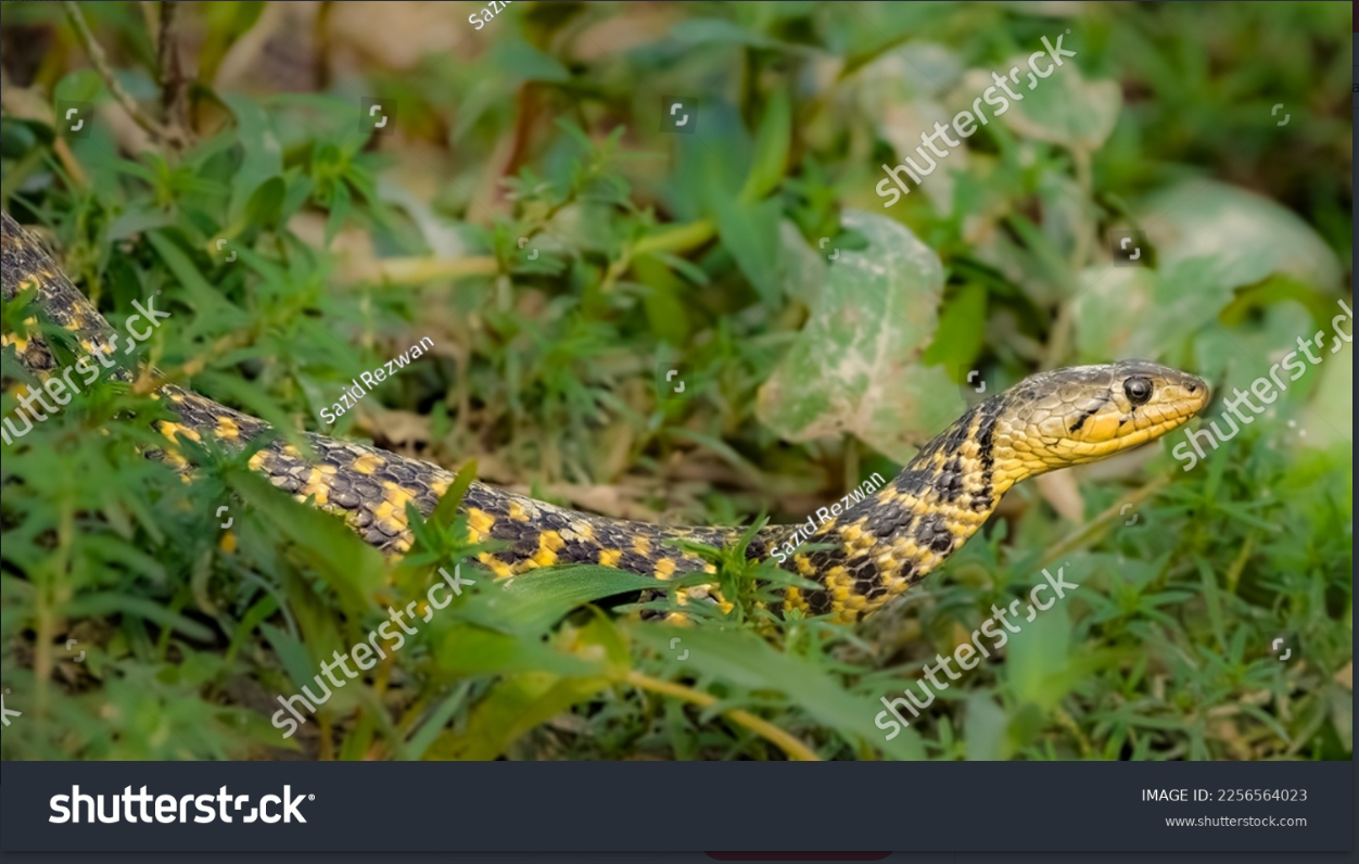 Checkered Keelback