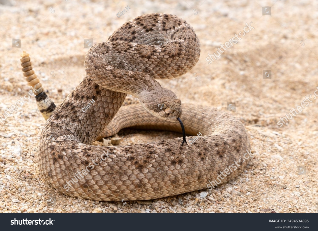 Diamond Back Rattle Snake