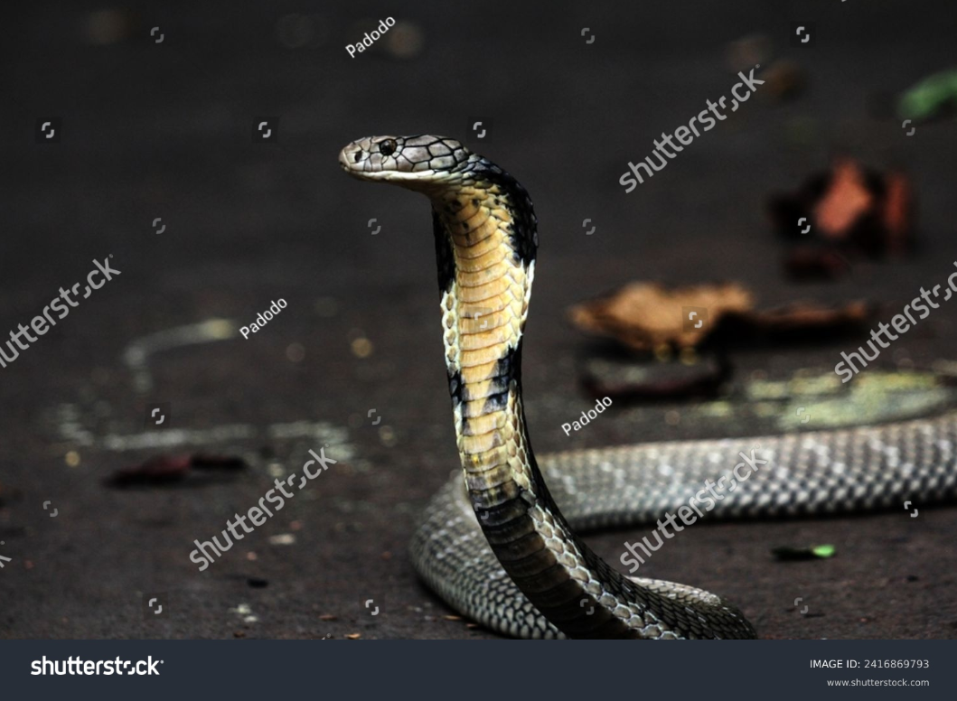 King Cobra