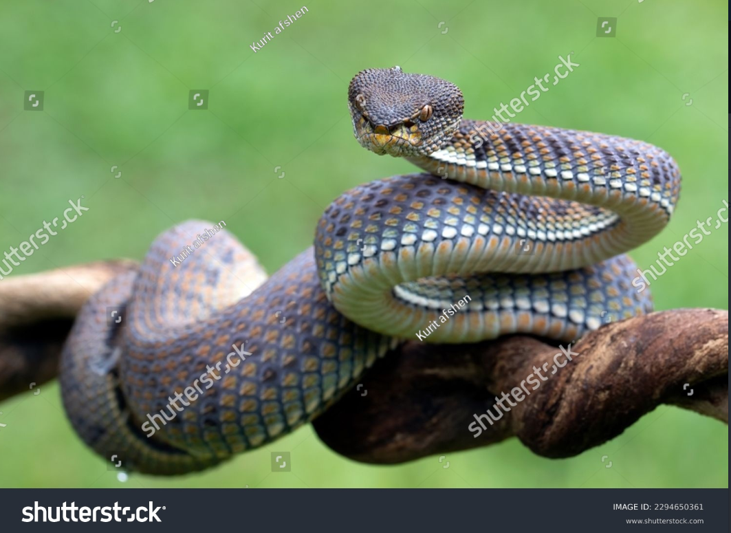 Pit Viper