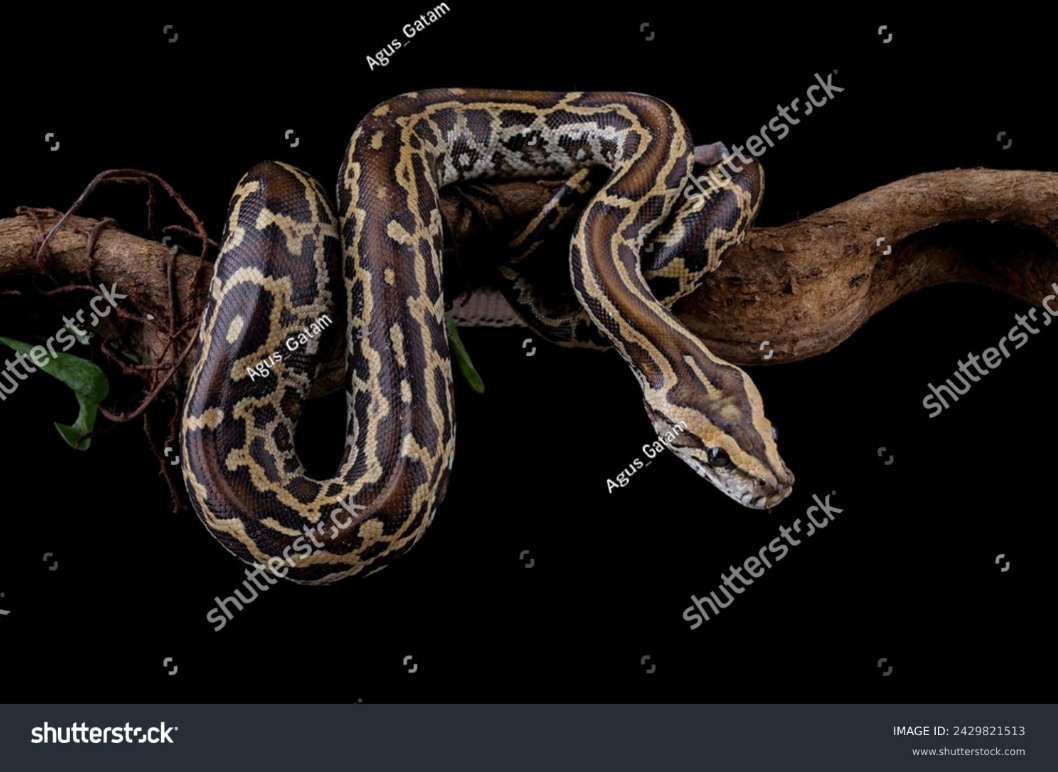Indian Rock Python
