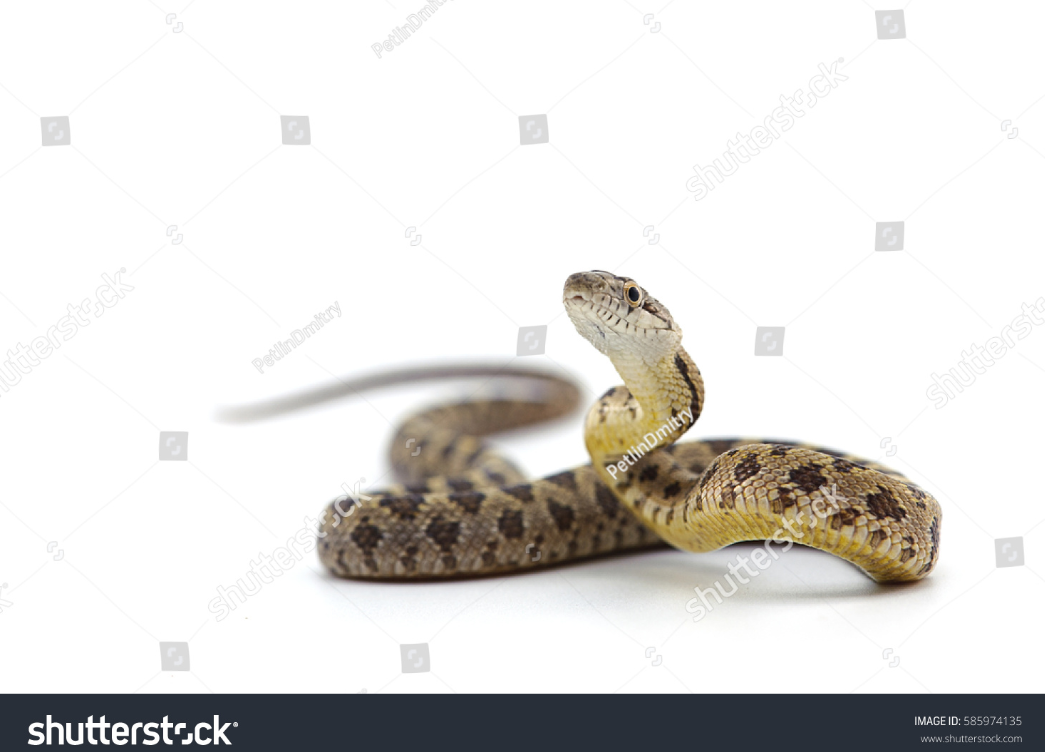 Indian Rock Python